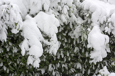 冬天落在月桂树枝上的雪