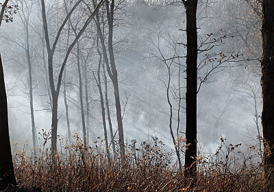 无流地区的橡树稀树大草原随着保护专家点火而燃烧