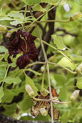 花中的腊肠树，基吉利亚非洲，丘比国家公园萨乌特地区，博茨瓦纳，腊肠科