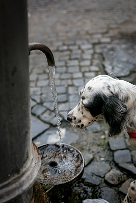 英国赛特犬在喷泉里喝水