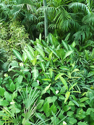 全框图像热带花园与热带棕榈树出售在花园中心，棕榈树生长在室外炎热的印度气候，椰子树，在小塑料罐，郁郁葱葱的绿色异国丛林树叶在印度果阿