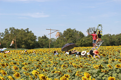 游客们在满是向日葵的田野里享受时光