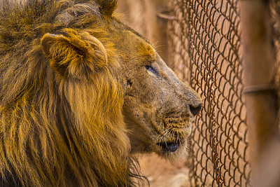 一只大狮子在笼子里看。参观内罗毕重要的无保护或受伤动物孤儿院。肯尼亚