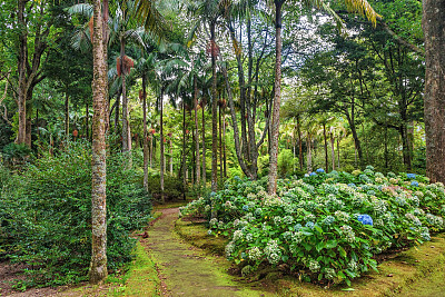 葡萄牙Sao Miguel岛Furnas的Terra Nostra植物园