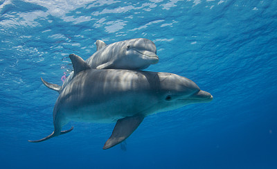 海豚妈妈和小海豚游过