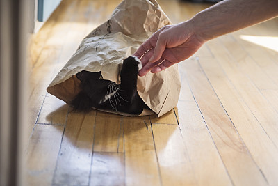 猫躲在纸袋里玩主人的手。