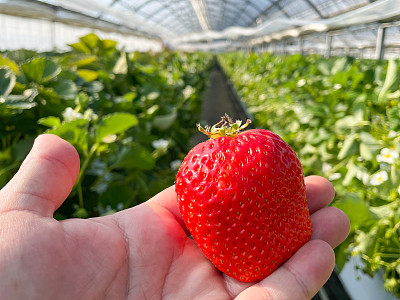 手里拿着一颗鲜红的大草莓
