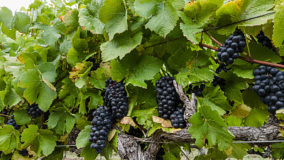 一串串的红葡萄酒黑皮诺葡萄在葡萄树上16x9的图像