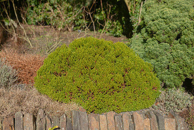 冬天的阳光照射在一种矮矮的矮矮矮灌木(Hebe 'Emerald Gem')的明亮的绿色叶子上，生长在一个花园的石墙上，英格兰德文郡，英国