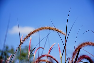 夏天的草地上有花