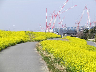 日本。3月。江户川河岸的景色与小路通过油菜花与起重机到工地。