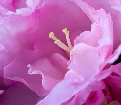 浪漫的粉色花，特写，情人节或母亲节庆祝活动。
