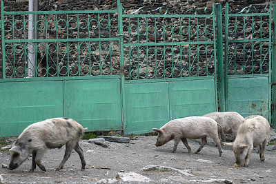 金属栅栏前的家养白猪