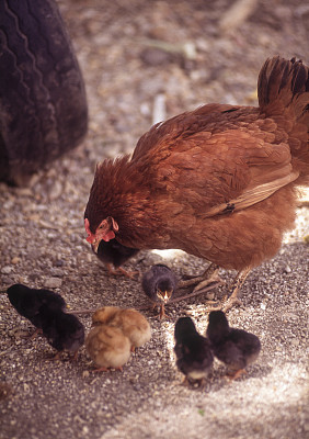 农场里的母鸡和小鸡