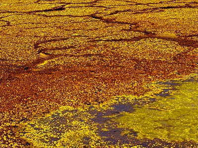 埃塞俄比亚达纳基尔洼地的黄色硫磺岩石和水