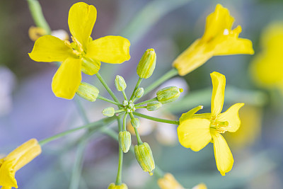 油菜(Brassica napus subsp.)显著)花