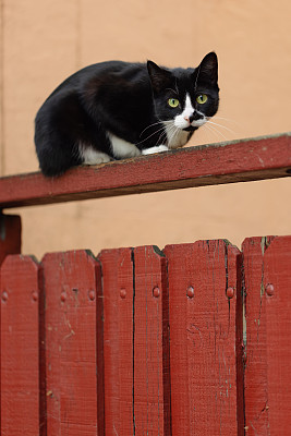 黑猫在木梁上休息