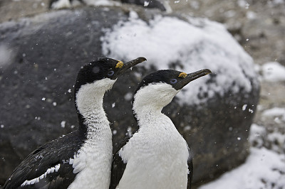 南极鸬鹚(Leucocarbo bransfieldensis)，有时被称为帝王鸬鹚，国王鸬鹚，帝王鸬鹚，蓝眼睛的蓬松毛，南极蓝眼睛蓬松毛或南极鸬鹚。南极半岛的宝莱岛。我特写