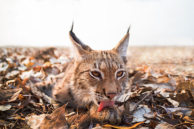 欧亚山猫