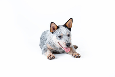 纯种犬