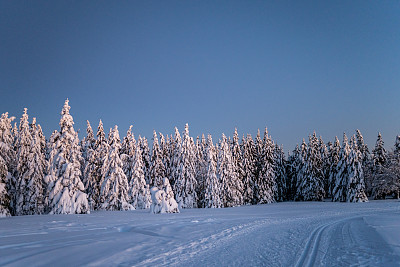 白雪覆盖的针叶树