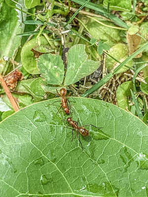 蚂蚁喝树叶上的雨滴