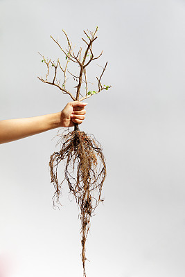 死亡的植物