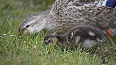 英国北约克郡春天的母野鸭和小鸭子