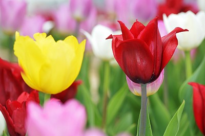 名片设计模板_海报设计_ppt模板_微信图片_模板素材库_创客贴