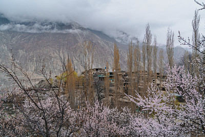 巴基斯坦北部杏花美景