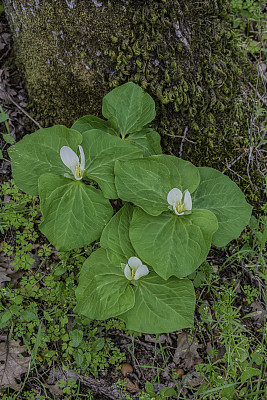 albidum，又名giant white wakerobin, white toadshade, sweet Trillium，是黑花科的一种开花植物。甜面包岭州立公园;加州索诺玛县的马亚卡玛斯山脉。