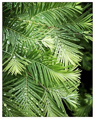 雨后的黎明红杉