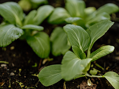 国产小白菜白菜在托盘项圈栽培箱