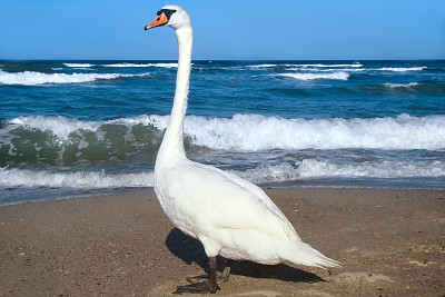 黑海海岸的天鹅