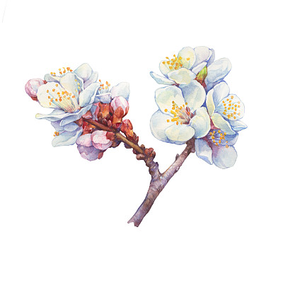 Сlose-up的杏枝上有花(又名杏、杏苹果)。水彩手绘插图孤立的白色背景。