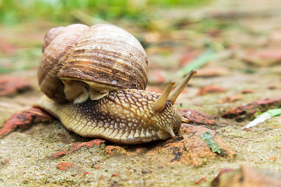 花园里的小蜗牛在湿漉漉的路上爬着，鼻涕虫急着回家。蛞蝓是由可食用的美味食物卷曲的壳来保护身体。天然动物蜗牛在贝壳蛞蝓爬行在大的野生自然。