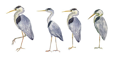 水彩设置苍鹭鸟孤立的白色背景。苍鹭手绘插图。长腿的鸟。完美的贺卡，打印，贴纸，贺卡。