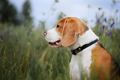 比格犬