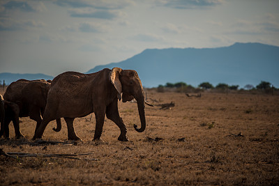 野生非洲大草原上的一群大象
