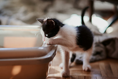 小猫