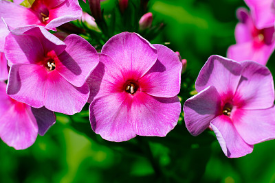 美丽的矮牵牛花微距摄影与不同的焦点。粉色花朵的桌面图像。