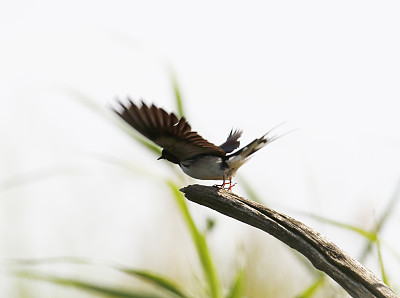 谷仓燕子(Hirundo rustica)拍摄