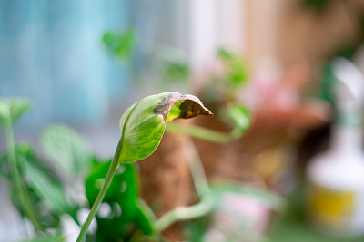 植物叶片枯萎与末端干燥是由于过度浇水的虫子，昆虫，农药在家庭花园常见的问题