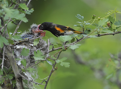 美洲红尾鸲公鸟在喂他的雏鸟