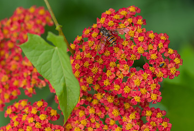 辣椒花与食蚜蝇