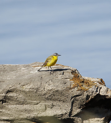 黄鹡鸰（Motacilla flava）