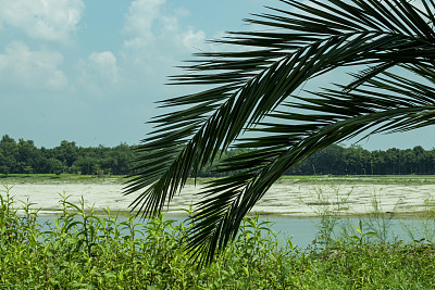 枣椰树的叶子挂在小哥莱河的后面和绿色的周围