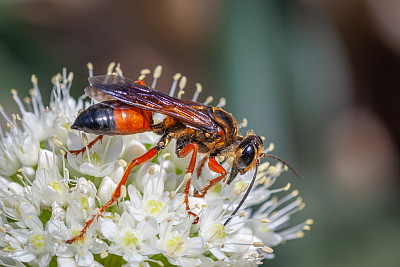 大sphex doré， (sphex ichneumoneus)，大掘金黄蜂，葱属植物。