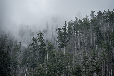 温哥华岛的雾雨林