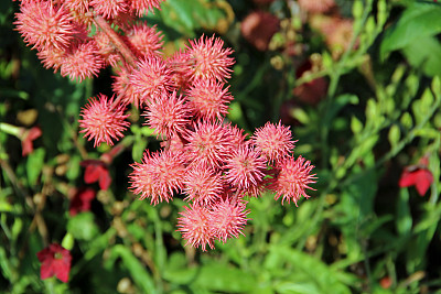 蓖麻、蓖麻或蓖麻油植物开出粉红色的热花